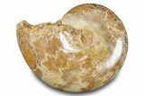 Jurassic Ammonite (Phylloceras) Fossil - Madagascar #283383-1